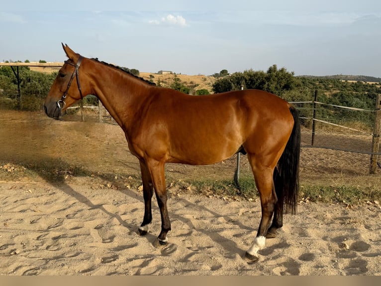 Spanish Sporthorse Gelding 5 years 16 hh Brown in Madrid