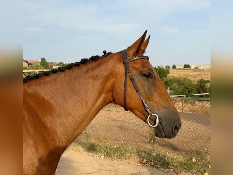 Spanish Sporthorse Gelding 5 years 16 hh Brown in Madrid