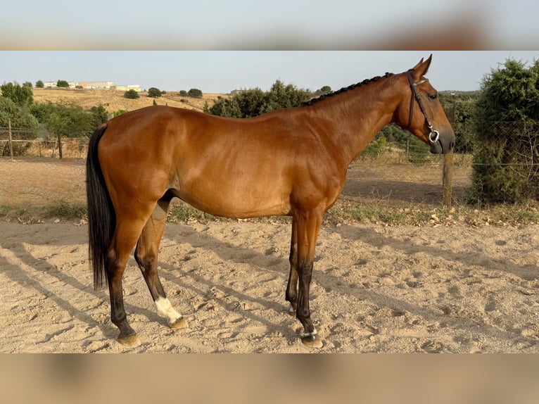 Spanish Sporthorse Gelding 5 years 16 hh Brown in Madrid