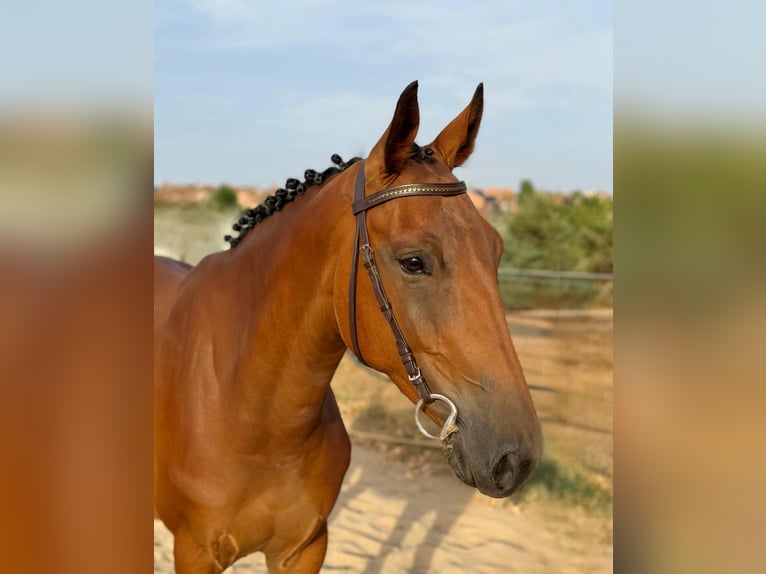 Spanish Sporthorse Gelding 5 years 16 hh Brown in Madrid