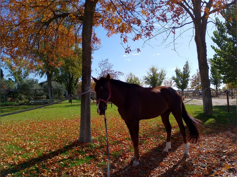 Spanish Sporthorse Gelding 5 years 16 hh Chestnut in Madrid
