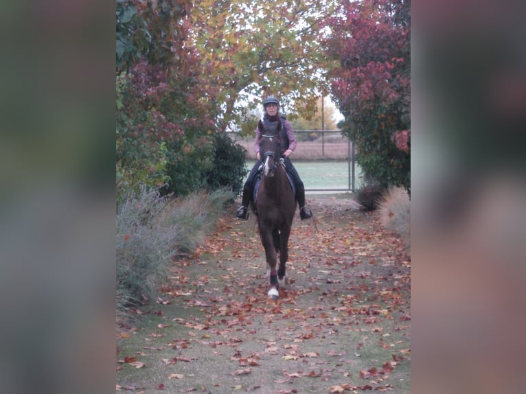 Spanish Sporthorse Gelding 5 years 16 hh Chestnut in Madrid