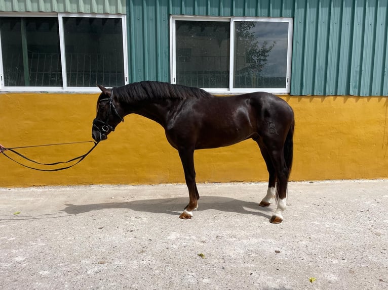 Spanish Sporthorse Gelding 5 years 16 hh Chestnut in Madrid