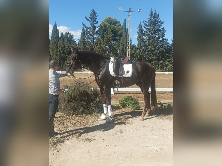 Spanish Sporthorse Mix Gelding 5 years 16 hh Chestnut-Red in El Cañar