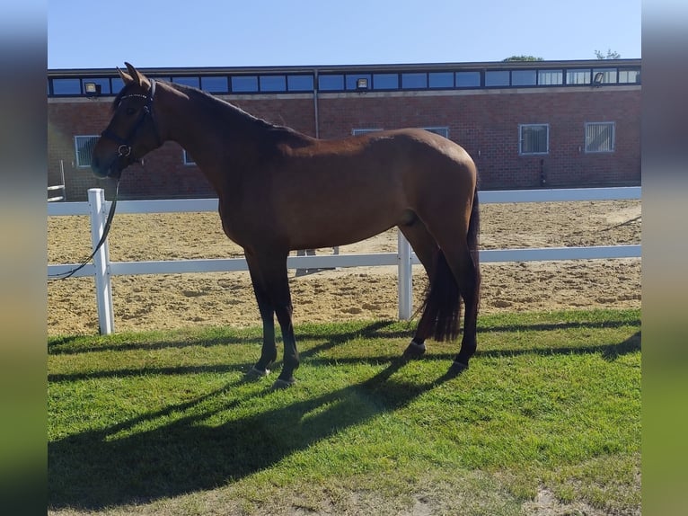 Spanish Sporthorse Gelding 5 years 16,1 hh Brown in Bad Laer