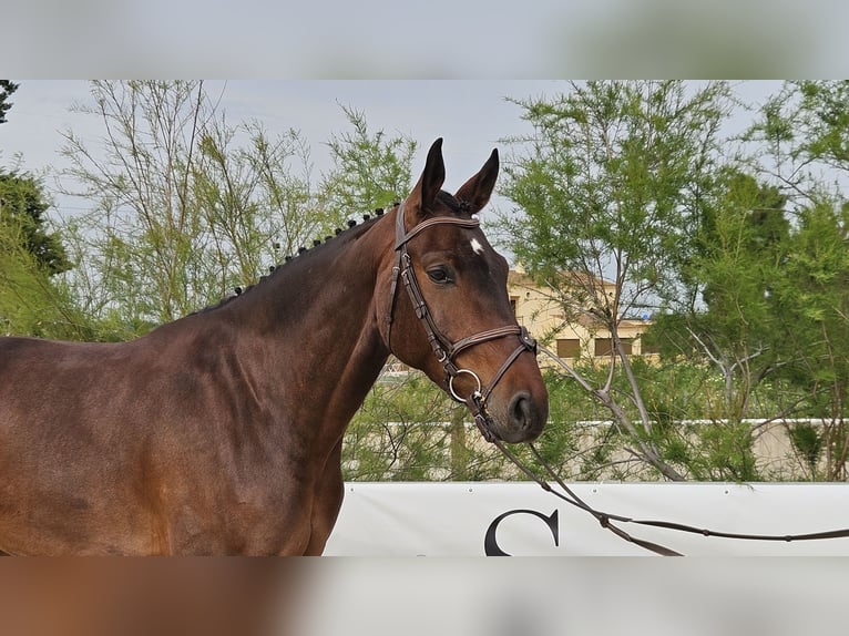 Spanish Sporthorse Gelding 5 years 16,1 hh Brown in Jerez De La Frontera