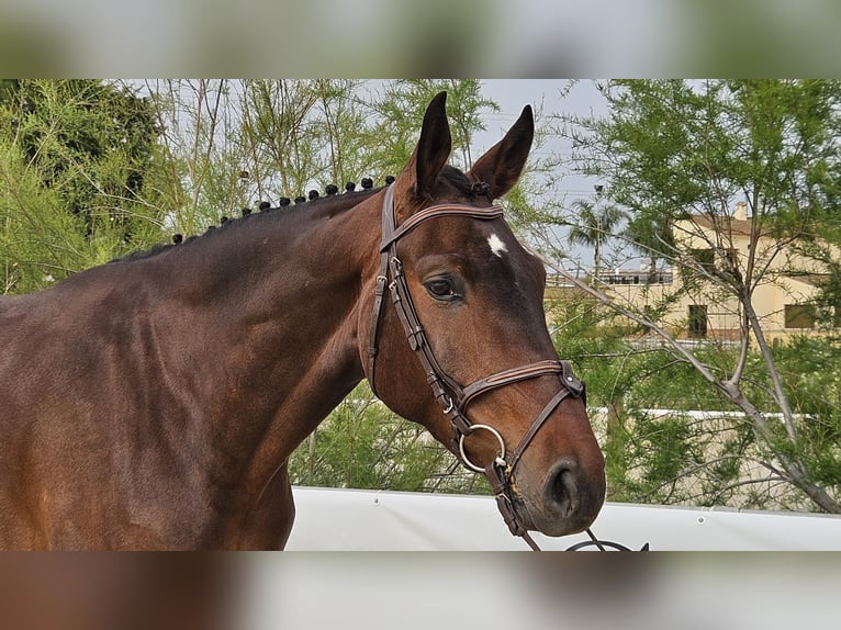 Spanish Sporthorse Gelding 5 years 16,1 hh Brown in Jerez De La Frontera