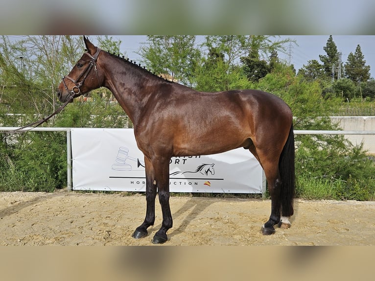 Spanish Sporthorse Gelding 5 years 16,1 hh Brown in Jerez De La Frontera