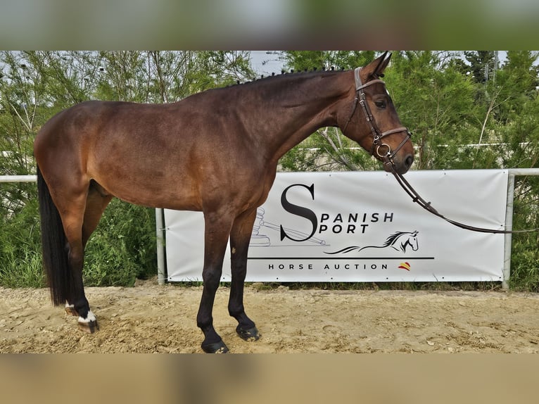 Spanish Sporthorse Gelding 5 years 16,1 hh Brown in Jerez De La Frontera