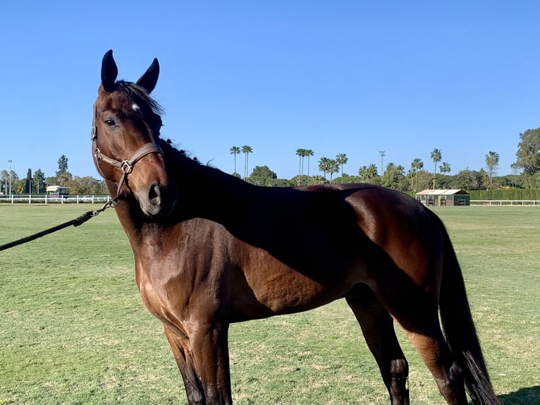 Spanish Sporthorse Gelding 5 years 16,1 hh Brown in Jerez De La Frontera