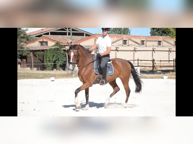 Spanish Sporthorse Gelding 5 years 17 hh Bay in Aranda De Duero