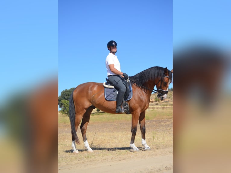 Spanish Sporthorse Gelding 5 years 17 hh Bay in Aranda De Duero