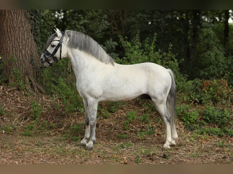 Spanish Sporthorse Mix Gelding 6 years 11,2 hh Grey in Aalten