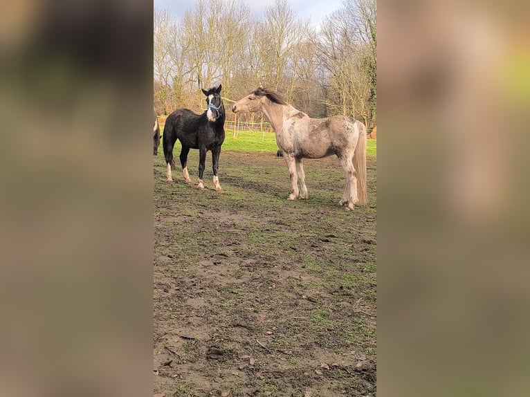 Spanish Sporthorse Gelding 6 years 15,2 hh Buckskin in Schönwölkau