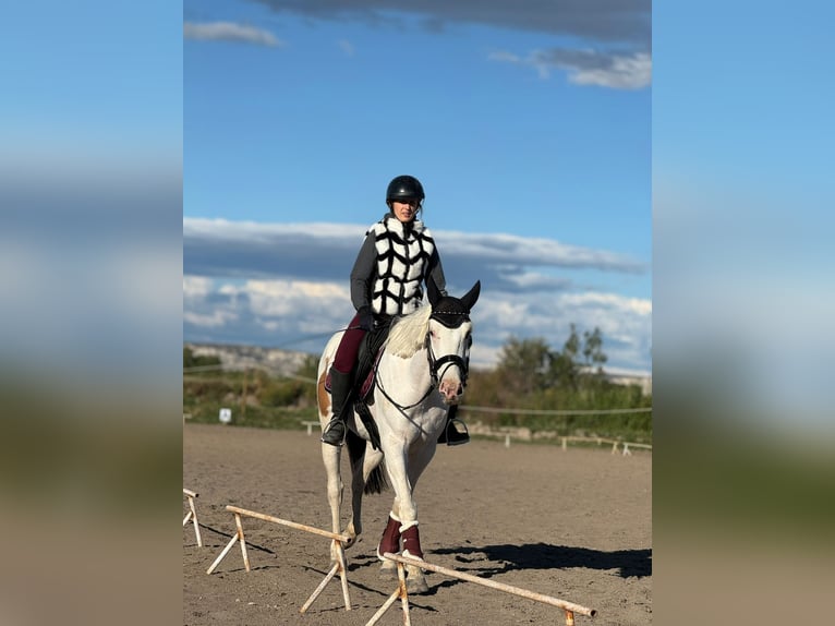 Spanish Sporthorse Gelding 6 years 15.2 hh Pinto in Zaragoza