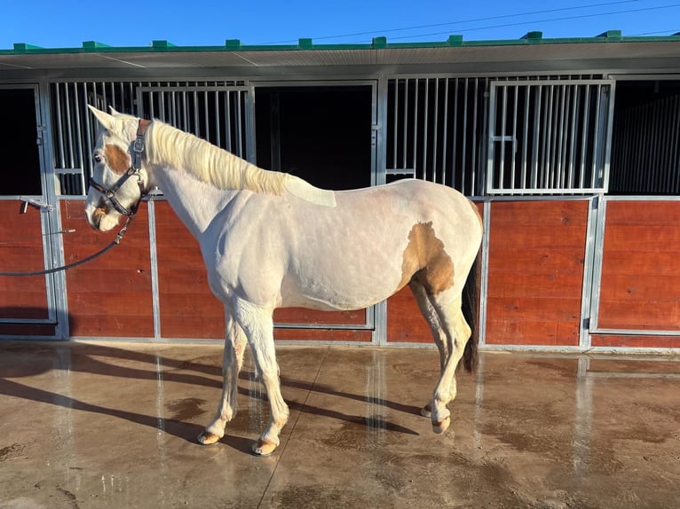 Spanish Sporthorse Gelding 6 years 15.2 hh Pinto in Zaragoza