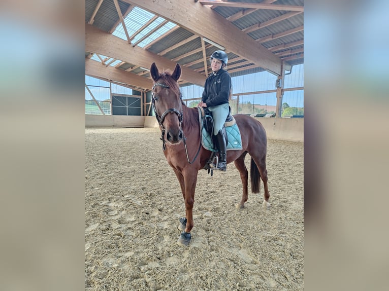 Spanish Sporthorse Gelding 6 years 15,3 hh Chestnut-Red in Waldeck