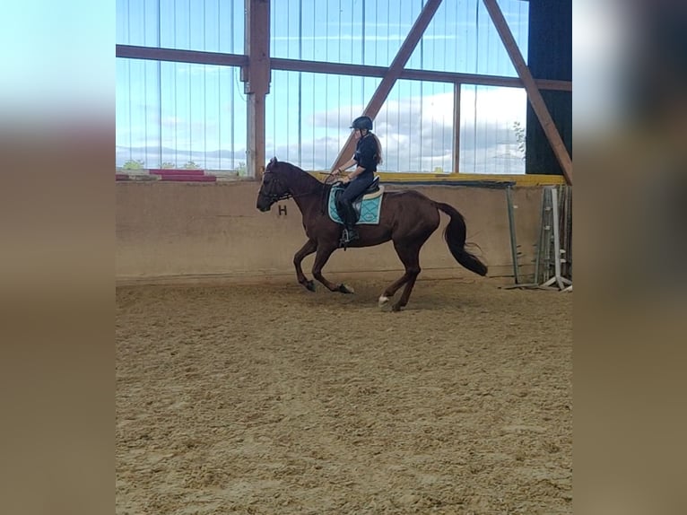 Spanish Sporthorse Gelding 6 years 15,3 hh Chestnut-Red in Waldeck