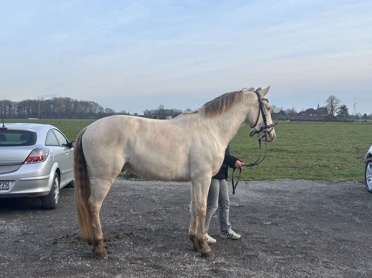 Spanish Sporthorse Gelding 6 years 15 hh Cremello in Wachtendonk