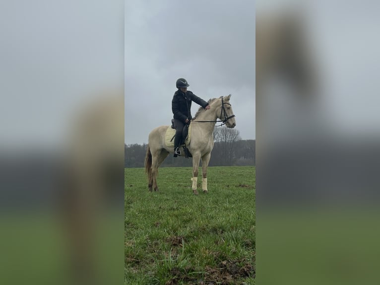 Spanish Sporthorse Gelding 6 years 15 hh Cremello in Wachtendonk