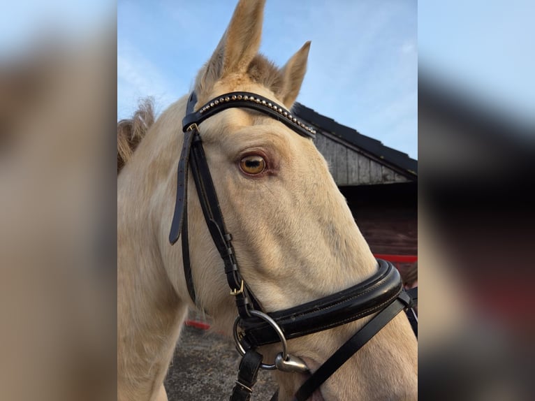 Spanish Sporthorse Gelding 6 years 15 hh Cremello in Wachtendonk