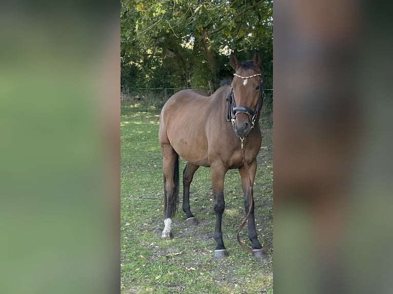 Spanish Sporthorse Gelding 6 years 15,1 hh Brown in Tornesch Spanish Sporthorse Gelding 6 years 15,1 hh Brown in Tornesch