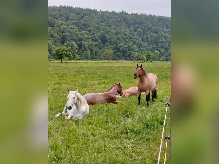 Spanish Sporthorse Mix Gelding 6 years 15,1 hh Grey in Wallmenroth