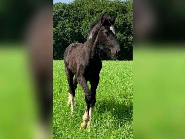 Spanish Sporthorse Mix Gelding 6 years 15,1 hh Grey in Wallmenroth