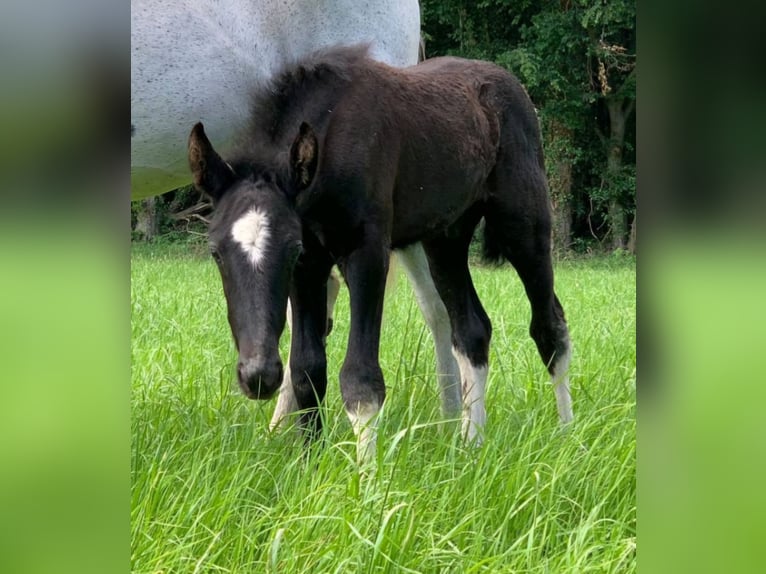 Spanish Sporthorse Mix Gelding 6 years 15,1 hh Grey in Wallmenroth