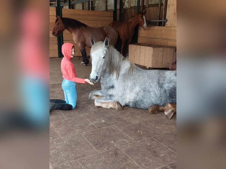 Spanish Sporthorse Mix Gelding 6 years 15,1 hh Grey in Wallmenroth