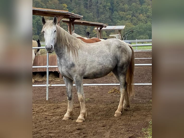 Spanish Sporthorse Mix Gelding 6 years 15,1 hh Grey in Wallmenroth