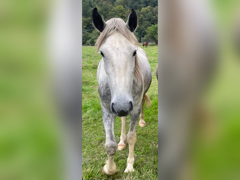 Spanish Sporthorse Mix Gelding 6 years 15,1 hh Grey in Wallmenroth