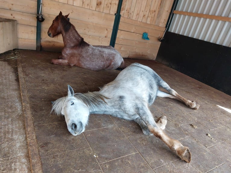 Spanish Sporthorse Mix Gelding 6 years 15,1 hh Grey in Wallmenroth