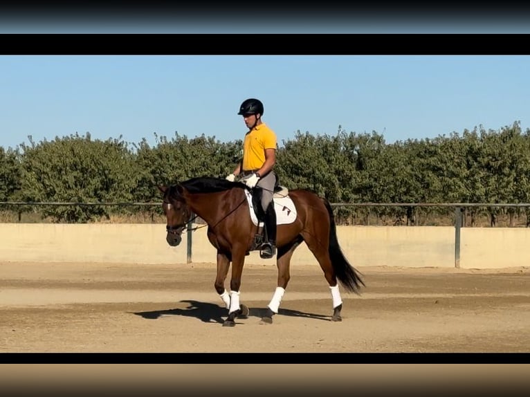 Spanish Sporthorse Gelding 6 years 15,2 hh Brown in Vegas Altas