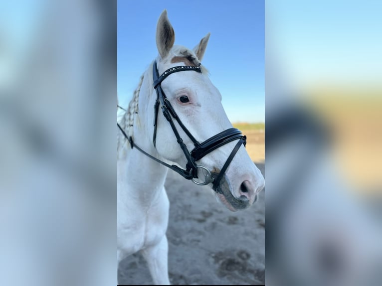 Spanish Sporthorse Gelding 6 years 15,2 hh Pinto in Zaragoza