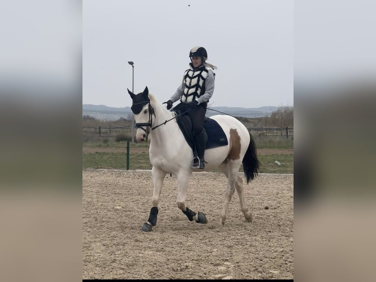 Spanish Sporthorse Gelding 6 years 15,2 hh Pinto in Zaragoza