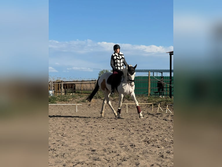 Spanish Sporthorse Gelding 6 years 15,2 hh Pinto in Zaragoza