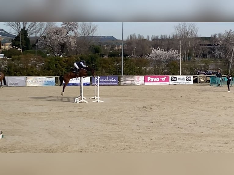 Spanish Sporthorse Gelding 6 years 16,1 hh Brown-Light in Tordesillas