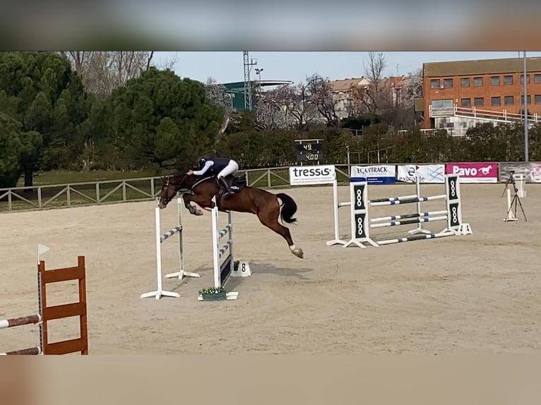 Spanish Sporthorse Gelding 6 years 16,1 hh Brown-Light in Tordesillas