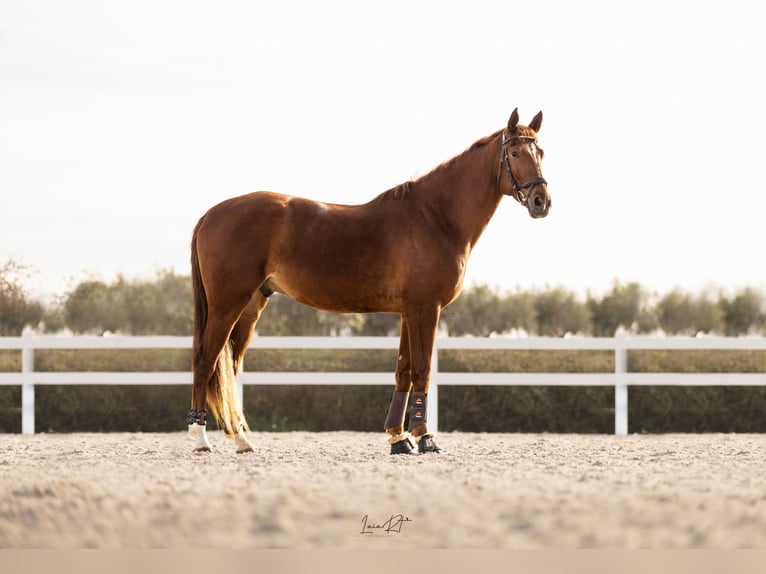 Spanish Sporthorse Gelding 6 years 16,1 hh Chestnut-Red in Sant Cugat Del Valles