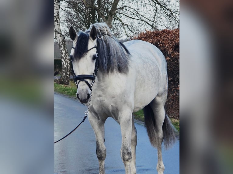 Spanish Sporthorse Gelding 6 years 16.1 hh Grey in Someren