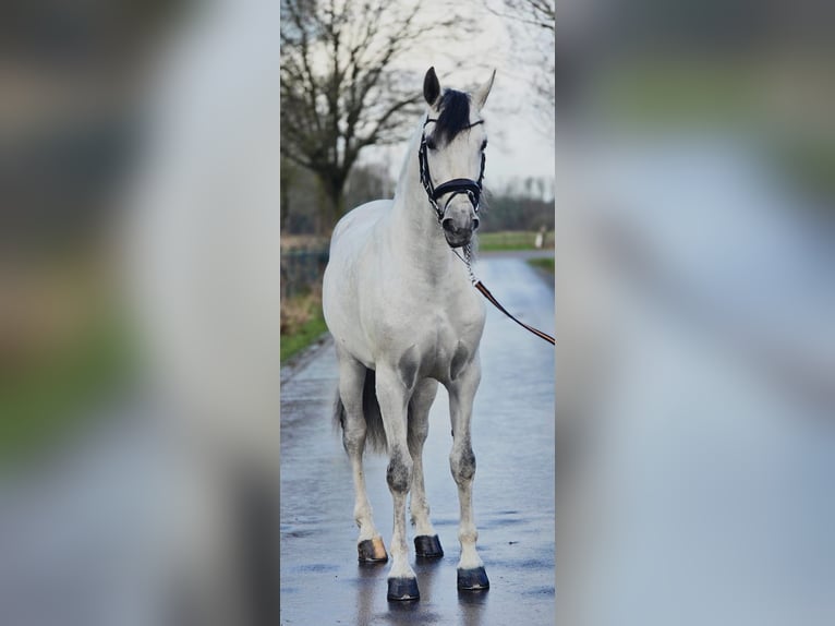 Spanish Sporthorse Gelding 6 years 16.1 hh Grey in Someren