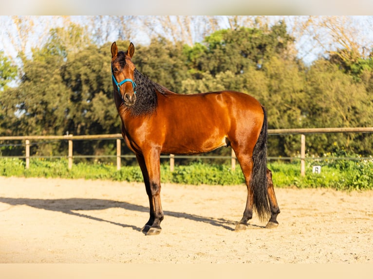 Spanish Sporthorse Gelding 6 years 16,2 hh Brown in Cardedeu