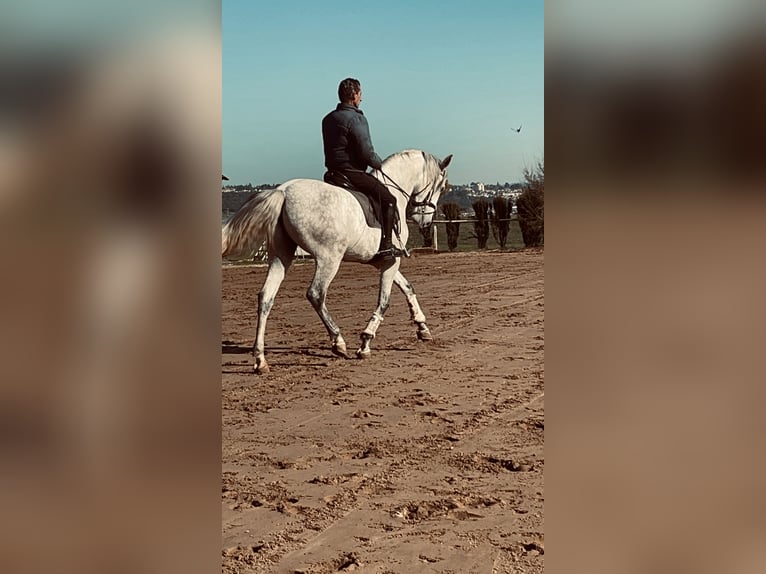 Spanish Sporthorse Gelding 6 years 16 hh Gray in Jardinito, El (Cordoba) (Finca)Córdoba