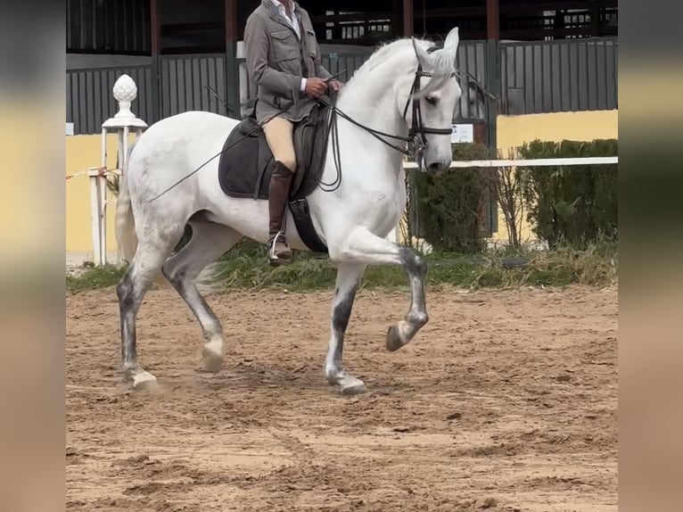 Spanish Sporthorse Gelding 6 years 16 hh Gray in Jardinito, El (Cordoba) (Finca)Córdoba