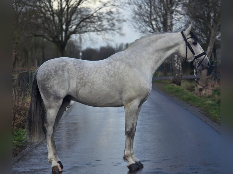 Spanish Sporthorse Gelding 6 years 16,1 hh Grey in Someren