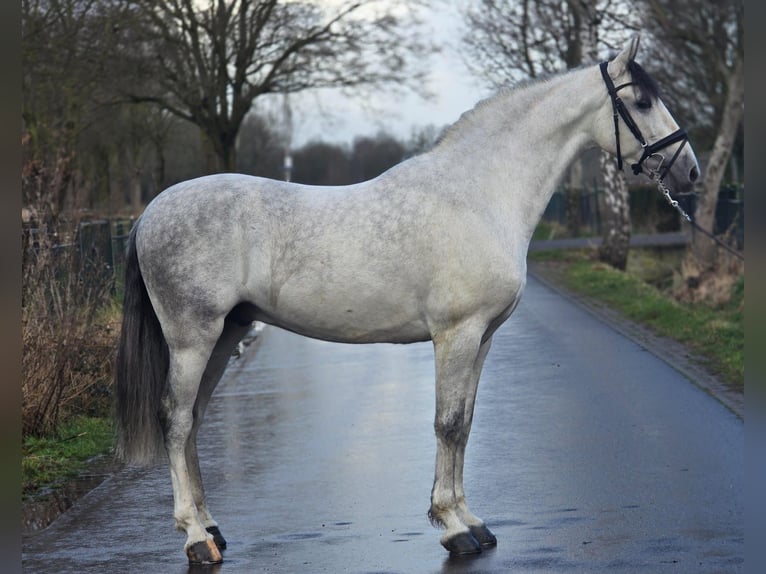 Spanish Sporthorse Gelding 6 years 16,1 hh Grey in Someren