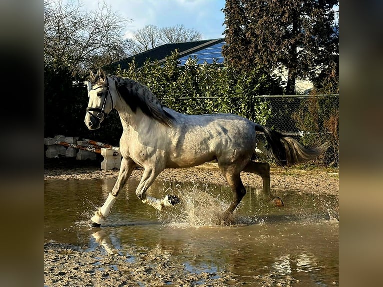 Spanish Sporthorse Gelding 6 years 16,1 hh Grey in Someren