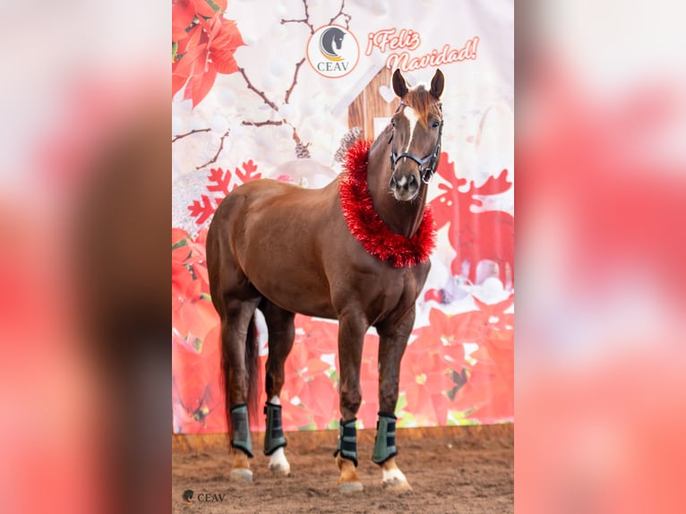 Spanish Sporthorse Gelding 6 years 17.1 hh Chestnut-Red in San Javier