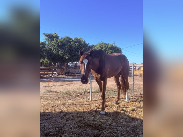 Spanish Sporthorse Gelding 6 years 17.1 hh Chestnut-Red in San Javier
